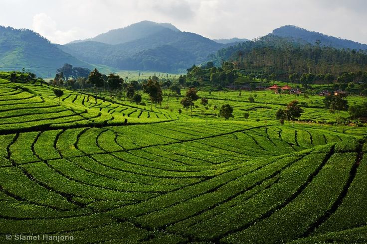 Petualangan Selatan Ciwidey