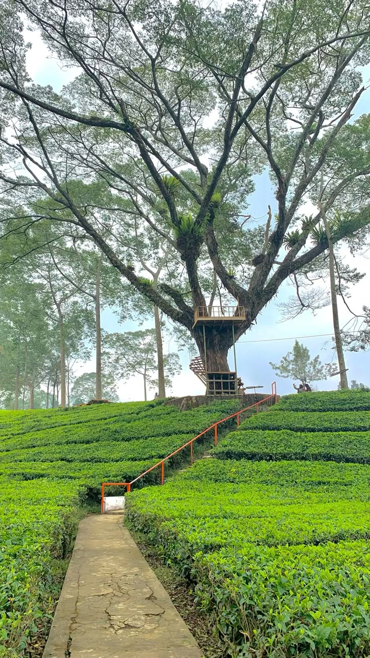 Gambar Kebun Teh Sukawana